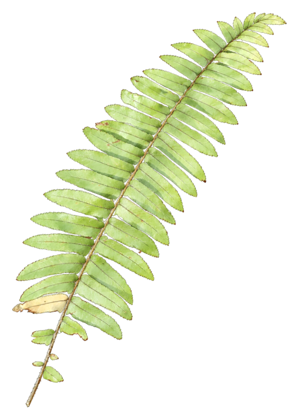 Ink and watercolour plate of a single frond of Brown's sword fern.